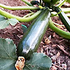 Zucchini Black Beauty